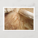 Search for will be toad postcards Mushroom