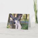 Search for black tailed cards Mule deer