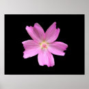 Search for mallow posters Pink