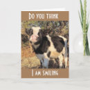 Search for dairy cow birthday cards Funny