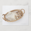 Search for comical animal postcards Rabbit