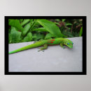 Search for pet gecko posters Animal