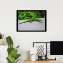 Search for gecko lizard posters Pet
