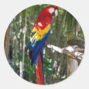Search for yellow parrot stickers Macaw