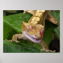 Search for cute lizard posters Nature