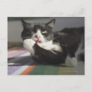 Search for licking postcards Horizontal