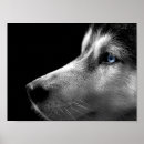 Search for husky posters Dog