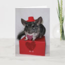 Search for chinchilla cards Rodent