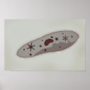 Search for microbiology art Organism