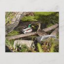 Search for discovery postcards Nature