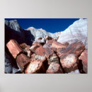 Search for petrified posters Travel