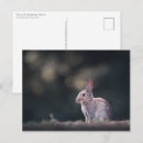 Search for hare photography Cute