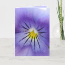 Search for viola cards Pansies
