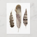 Search for feathered postcards Nature