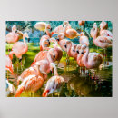 Search for zoo bird art Pink flamingo