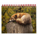 Search for fox photography Wild animal