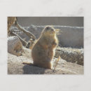 Search for prairies postcards Nature