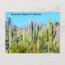 Search for sonoran postcards Cactus