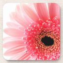 Search for gerbera coasters Floral