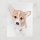 Search for cute corgi postcards Queen elizabeth's