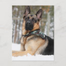 Search for german shepherd postcards Animal