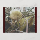 Search for hoodie postcards Woods