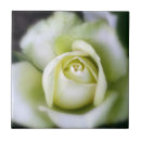 Search for macro focus White