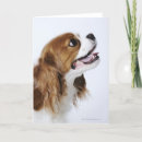 Search for side view cards Animal