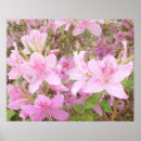 Search for bloom photography Nature photo
