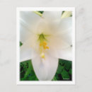 Search for low lying postcards Flower