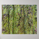 Search for tree bark art Lichen