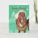 Search for bloodhound christmas cards Pets