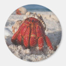 Search for hermit magnets Ocean