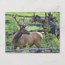 Search for elk postcards Wildlife