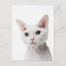 Search for odd photography Cats