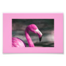 Search for pretty flamingo posters Pink