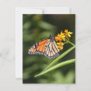 Search for tropical butterfly postcards Monarch