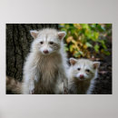 Search for racoon art posters Forest