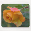 Search for rose macro mousepads Roses