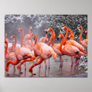 Search for american flamingo posters Wading bird