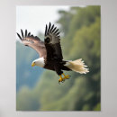 Search for eagle posters Feathers