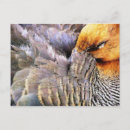 Search for wild duck postcards Animals