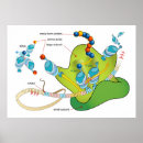 Search for biologie posters Chart