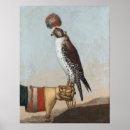 Search for gyrfalcon posters Falconry