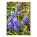 Search for grape hyacinth Botanical