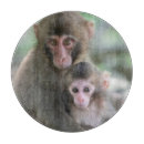 Search for monkey chops Animals in the wild