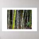 Search for costa art Rainforest
