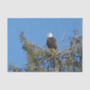 Search for eagle tissue paper Birds
