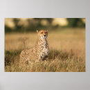 Search for jubatus posters Cheetah