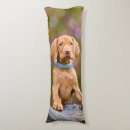 Search for vizsla cushions Puppy